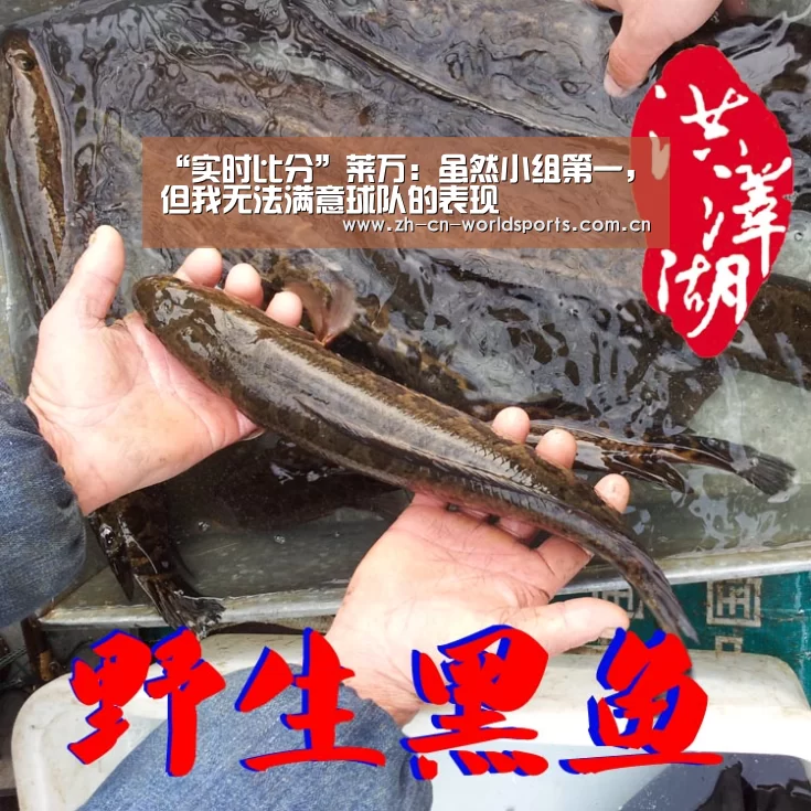 世界杯直播