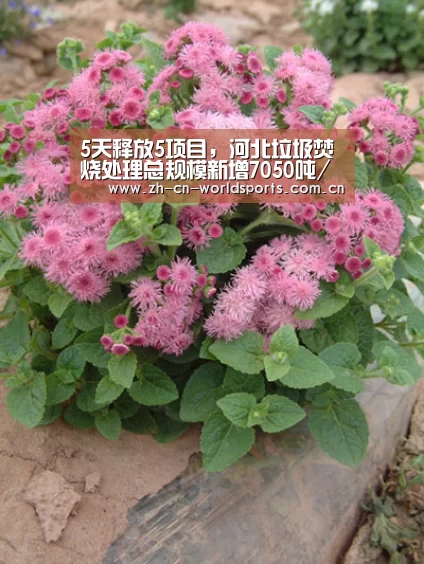5天释放5项目,河北垃圾焚烧处理总规模新增7050吨/日-比赛集锦(图1) 世界杯