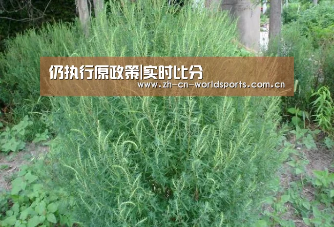 仍执行原政策|实时比分(图4) 世界杯
